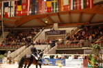 Amadeus Horse Indoors 3167199