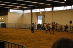 Amadeus Horse Indoors 3167202
