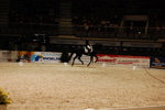 Amadeus Horse Indoors 3167209