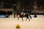 Amadeus Horse Indoors 3167212