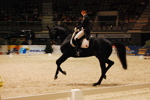 Amadeus Horse Indoors 3167216
