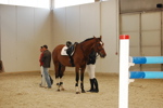 Amadeus Horse Indoors 3167253