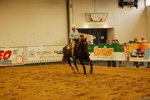 Amadeus Horse Indoors 3167304