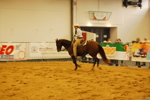 Amadeus Horse Indoors 3167318
