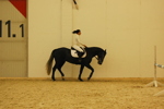 Amadeus Horse Indoors 3167330