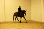 Amadeus Horse Indoors 3167333