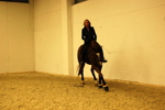 Amadeus Horse Indoors 3167336