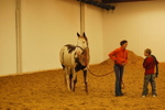 Amadeus Horse Indoors 3167441