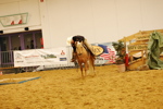 Amadeus Horse Indoors 3167510