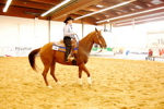 Amadeus Horse Indoors 3167600