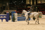 Amadeus Horse Indoors 3182054