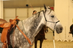 Amadeus Horse Indoors 3182163