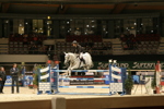 Amadeus Horse Indoors 3182488