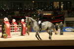 Amadeus Horse Indoors 3182494