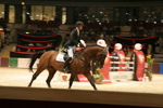 Amadeus Horse Indoors 3182533