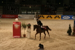 Amadeus Horse Indoors 3182572