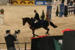 Amadeus Horse Indoors 3182575