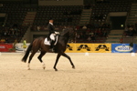 Amadeus Horse Indoors 3182660