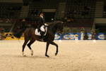 Amadeus Horse Indoors 3182662