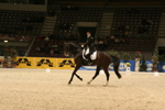 Amadeus Horse Indoors 3182664