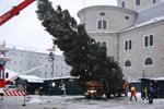 Christbaumschneiden Salzburg Stadt 3268414