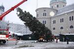 Christbaumschneiden Salzburg Stadt 3268415