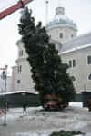 Christbaumschneiden Salzburg Stadt 3268486