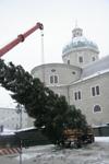 Christbaumschneiden Salzburg Stadt 3268488