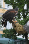 Historisches Burgfest