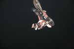 FMX Show in Grosshartmannsdorf 4304426