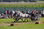 Südtiroler Ritterspiele Schluderns 4406157