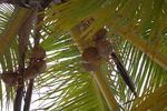 Tour 2008 Dom.Rep. Punta Cana - Island Saona 4556175