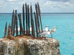 Tour 2008 Dom.Rep. Punta Cana - Island Saona 4556280