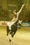 Pappas Amadeus Horse Indoors 4608374