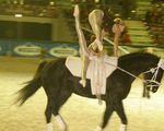 Pappas Amadeus Horse Indoors 4608375