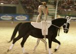Pappas Amadeus Horse Indoors