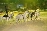 Pappas Amadeus Horse Indoors 4608385