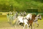 Pappas Amadeus Horse Indoors 4608386