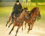 Pappas Amadeus Horse Indoors 4608389