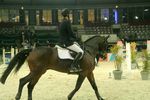 Pappas Amadeus Horse Indoors 4608437