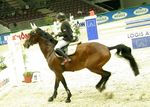 Pappas Amadeus Horse Indoors 4618815