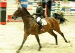 Pappas Amadeus Horse Indoors 4618816