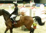 Pappas Amadeus Horse Indoors 4618817