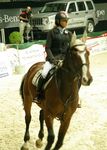 Pappas Amadeus Horse Indoors 4618822