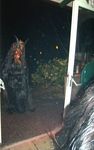 BBB Krampus Party mit den Thoma Krampussen 4909165