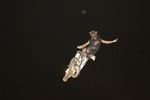 FMX-Show Grosshartmannsdorf 6475138