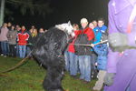 Waldviertler Krampusspektakel 7176503