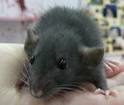 Gruppenavatar von Lieblingtier: RaTTe