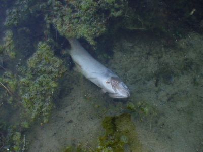 Gruppenavatar von Nur tote Fische schwimmen mit dem Strom.