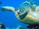 Costa Rica - Schildkröten und Surfen